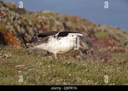 Grande gabbiano con il sostegno di Manx Shearwater Chick su Skokholm Wales UK Foto Stock