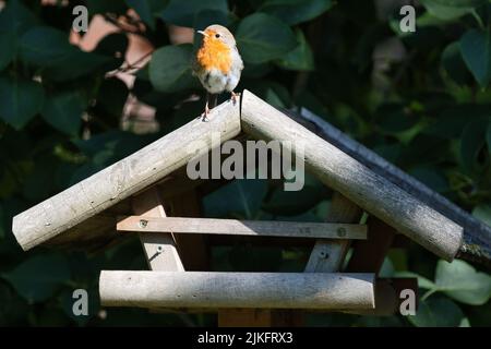 Vogel, uccello, animale, arancione, ornitologia, Redbreast, Rotkehlchen, Erithacus rubecula, European robin, Fliegenschnäpper, Muscicapidae, Foto Stock