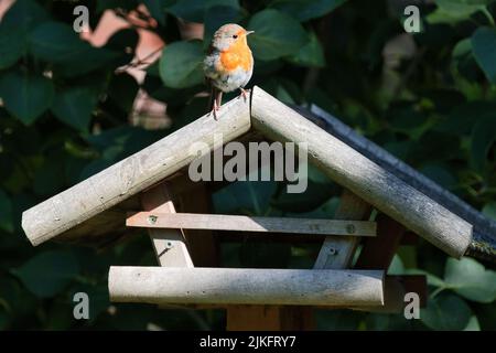 Vogel, uccello, animale, arancione, ornitologia, Redbreast, Rotkehlchen, Erithacus rubecula, European robin, Fliegenschnäpper, Muscicapidae, Foto Stock