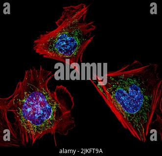 Le cellule qui mostrate sono fibroblasti, una delle cellule più comuni nel tessuto connettivo di mammifero. Queste cellule particolari sono state prelevate da un topo. Gli scienziati li hanno utilizzati per testare la potenza di una nuova tecnica di microscopia che offre viste vivide dell'interno di una cellula. Il DNA all'interno del nucleo (blu), dei mitocondri (verde) e dello scheletro cellulare (rosso) è chiaramente visibile. Foto Stock