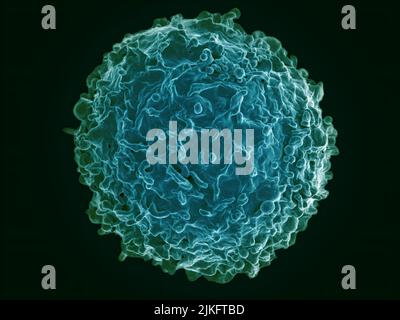 Micrografia elettronica a scansione colorata di una cellula B di un donatore umano. Foto Stock