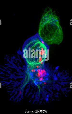 Uno dei ruoli più importanti del sistema immunitario è quello di pulire il corpo di virus e cellule tumorali. Questo lavoro è fatto da killer cellule T che rintracciano e distruggono tumori e cellule infettate da virus. In questa immagine di immunofluorescenza, una cellula T killer (blu) impegna una cellula bersaglio. Un cerotto di molecole di segnalazione (rosa) che si aggregano nel sito di contatto cellula-cellula indica che il CTL ha identificato un bersaglio. I granuli litici (rossi) che contengono componenti citotossici viaggiano quindi lungo il citoscheletro del microtubulo (verde) fino al sito di contatto e vengono secreti, uccidendo così il bersaglio. Foto Stock