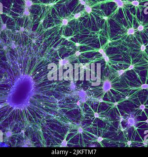 Questa immagine mostra le cellule nervose di un ratto embrionale che crescono in una piastra Petri. In basso a sinistra si trova un ganglio della radice dorsale (viola scuro), che è un gruppo di corpi nervosi sensoriali normalmente trovati appena fuori del midollo spinale. A destra ci sono i nuclei (viola chiaro) e gli assoni (verdi) dei neuroni motori, che sono le cellule nervose coinvolte nella formazione di reti di segnalazione chiave. Foto Stock