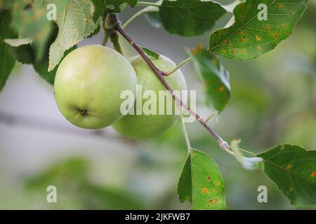 Mele verdi su albero in un frutteto. Le foglie sono infettate da un fungo comune, malattia di ruggine di cedro-mela e hanno lasciato lesioni sulle foglie. Selettivo Foto Stock