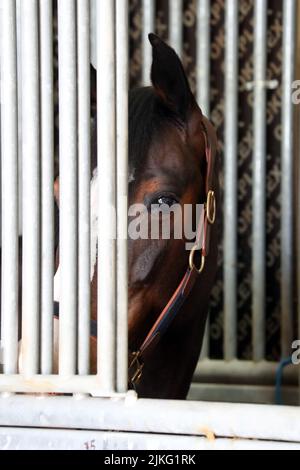 24.02.2022, Qatar, , Doha - Cavallo che guarda attraverso le sbarre della sua stalla. 00S220224D162CAROEX.JPG [VERSIONE MODELLO: NO, VERSIONE PROPRIETÀ: NO (c) caro ima Foto Stock