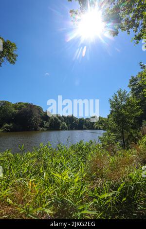 14.08.2021, Germania, Renania settentrionale-Vestfalia, Dortmund - Romberg Park. Lago nel giardino botanico Rombergpark. 00X210814D069CAROEX.JPG [VERSIONE MODELLO: NO Foto Stock