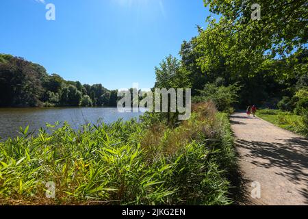 14.08.2021, Germania, Renania settentrionale-Vestfalia, Dortmund - Rombergpark. Passeggiata vicino al lago nel giardino botanico Rombergpark. 00X210814D070CAROEX.JPG [MODELLO Foto Stock