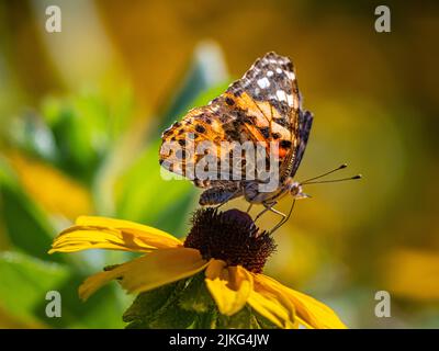 Cynthia gruppo di farfalle variopinte, comunemente chiamato Painted Ladies, comprende un sottogenere del genere Vanessa nella famiglia Nymphalidae. Foto Stock