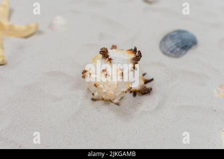 Seashell sulla sabbia da vicino. Concetto di mare. Fuoco selettivo sulle conchiglie. Foto Stock