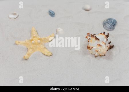 Stelle marine e conchiglie sulla sabbia. Concetto di mare. Fuoco selettivo sulle conchiglie e sulla sabbia. Luogo per un'iscrizione. Vista dall'alto. Foto Stock