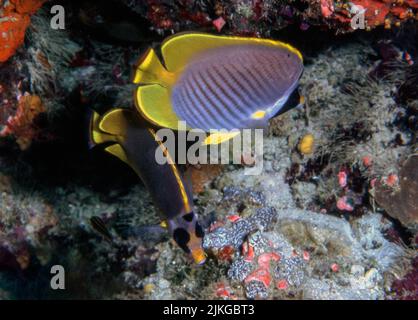 Coppia di farfalle filippine (Chaetodon adiergastos) di Cabilao, Filippine. Foto Stock