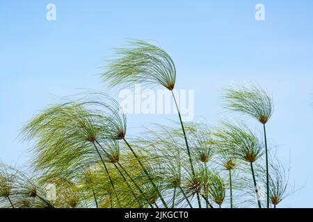 Pianta di papiro (Cyperus papiro) contro il cielo blu. Parco Nazionale di Bwabwata, fiume Kwando, striscia di Caprivi, Namibia, Africa Foto Stock