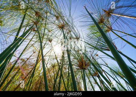 Pianta di papiro (Cyperus papiro) contro il cielo blu. Parco Nazionale di Bwabwata, fiume Kwando, striscia di Caprivi, Namibia, Africa Foto Stock