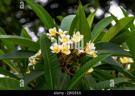 Un bellissimo frangipani lussureggiante piantato nel giardino Foto Stock