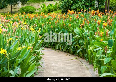 Bella vista dei fiori di canna che crescono presso il lago nel parco Foto Stock