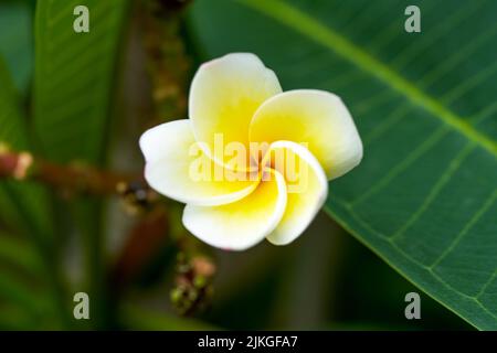 Un bellissimo frangipani lussureggiante piantato nel giardino Foto Stock