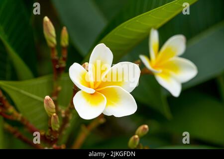 Un bellissimo frangipani lussureggiante piantato nel giardino Foto Stock