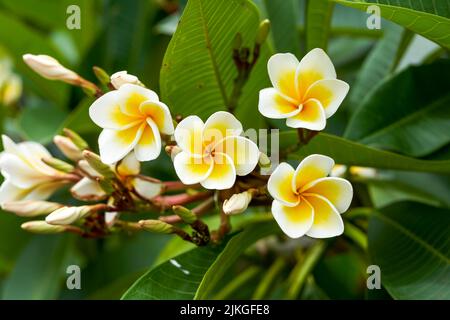 Un bellissimo frangipani lussureggiante piantato nel giardino Foto Stock