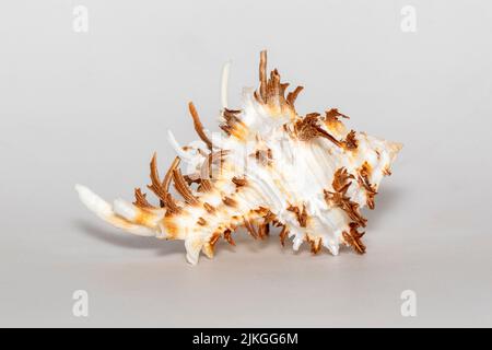 Immagine del cicoreus ramosus seashell nome comune il ramose curex o ramificato curex su sfondo bianco. Conchiglie marine. Animali sottomarini. Foto Stock