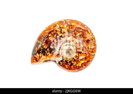 Immagine di un'ammonite arancione su sfondo bianco. Fossile. Conchiglie marine. Foto Stock