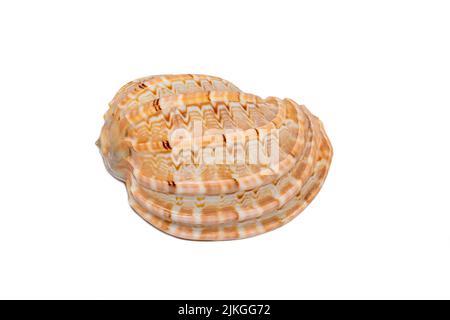 Immagine di harpaconoidalis conch seashell su sfondo bianco. Conchiglie marine. Animali sottomarini. Foto Stock