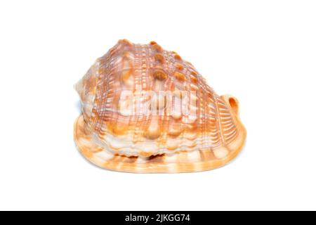 Immagine di guscio di mare arancione cassis cornuta su sfondo bianco. Animali sottomarini. Conchiglie marine. Calotta del casco corna. Foto Stock