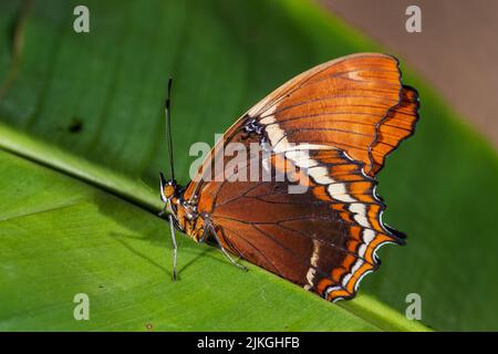 Rusty-Tipped Page Butterfly - Sproeta epaphus, bella farfalla colorata da foreste e prati dell'America Latina, Costa Rica. Foto Stock