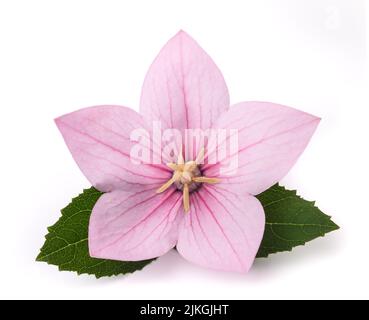 Fiore di palloncino rosa isolato su sfondo bianco Foto Stock