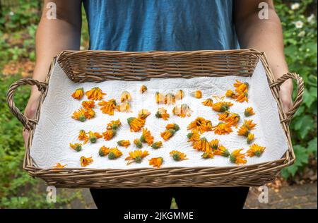 Calendula essiccante per uso medico, fiori recisi di Calendula officinalis in cesto di legno Foto Stock