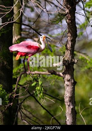 Sunlit Roseate Spoonbill appollaiato sul ramo in ambiente naturale di RIP's Rookery su Jefferson Island in New Iberia, Louisiana Foto Stock