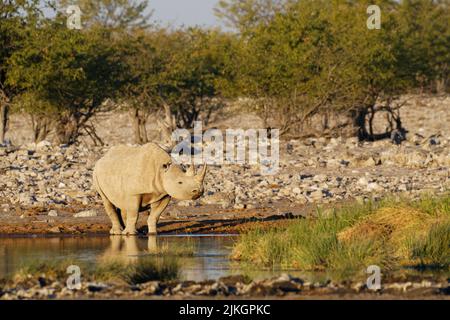 Rinoceronte nero (Diceros bicornis), adulto in piedi al waterhole, allerta, luce notturna, Parco Nazionale Etosha, Namibia, Africa Foto Stock