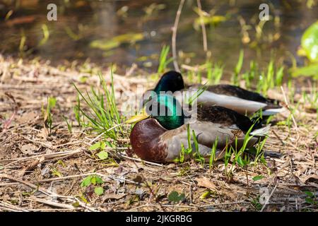 Un primo piano di un'anatra di Mallard sull'erba nel giardino Foto Stock