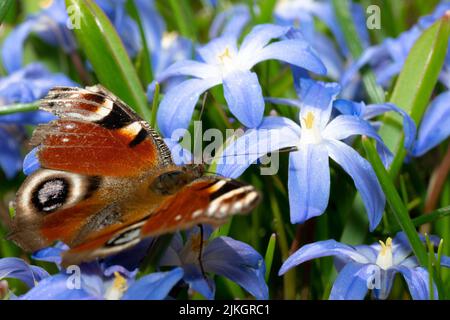 Un macro scatto di farfalla di Peacock su un fiore blu nel giardino Foto Stock