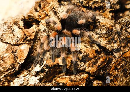 Un primo piano di Tarantula di ginocchio rosso messicano (Brachypelma smithi) Foto Stock