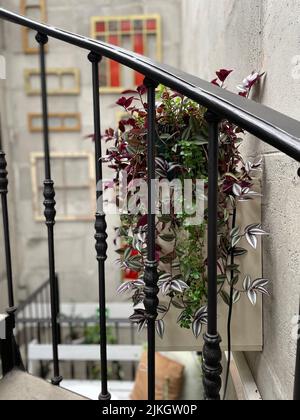 Un colpo verticale di ringhiere di scala con piante interne dietro di esso Foto Stock