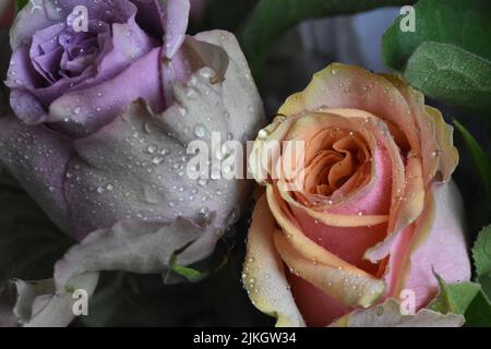 Una bella vista delle rose con gocce d'acqua Foto Stock