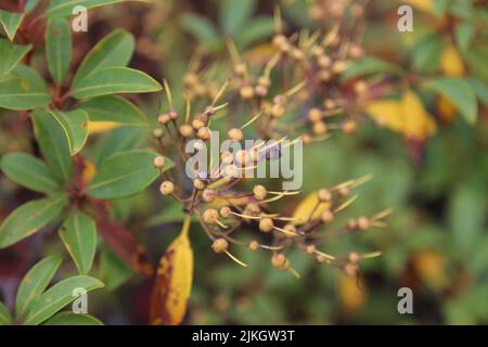 Un primo piano di un barberry comune sullo sfondo sfocato Foto Stock