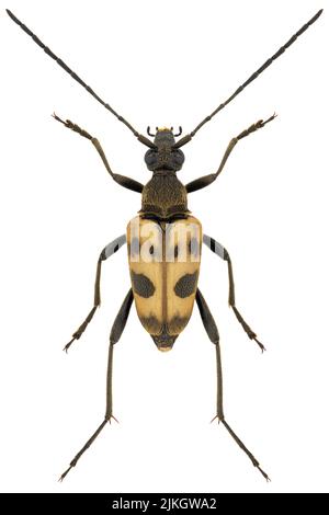 Longhorn Beetle specie Pachytodes cerambyciformis, nome banale: Puntinato longhorn Beetle, femmina. Foto Stock