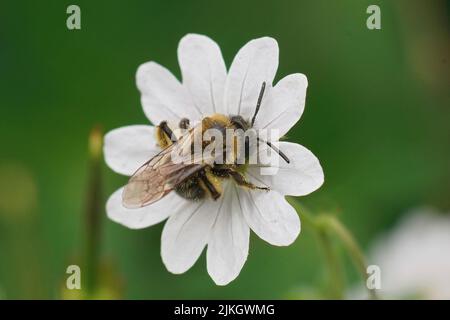 Primo piano su un'ape da miniera di Gwynne, Andrena bicolore su un fiore bianco di geranio pirenaico nel giardino Foto Stock