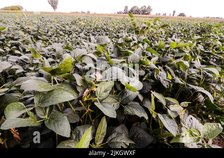 Paesaggio rurale con fresco campo di soia verde in Italia settentrionale Foto Stock