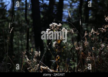 Un primo piano di erbacce bianche in una foresta densa Foto Stock