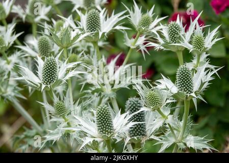 Eryngiums conosciuto anche come agrifoglio di mare con foglie spinosi e una caratteristica ruff intorno ai fiori Foto Stock