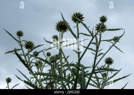 il carciofo globo conosciuto anche con i nomi di carciofo francese e carciofo verde con un cielo estivo tempestoso sullo sfondo Foto Stock