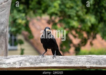 il corvo di carion corvus corone un uccello passerino della famiglia corvidae arroccato su una recinzione con un pezzetto di pane nel suo becco e uno sfondo sfocato Foto Stock