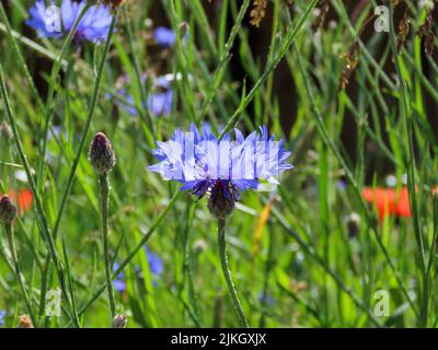 i fiori blu luminosi del corn flower anche conosciuti come il bottone del bachelor Foto Stock