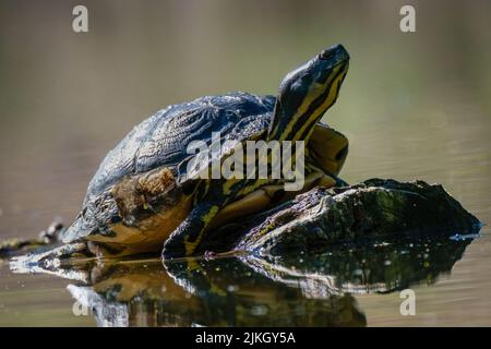Un primo piano di un cursore dalle ventre gialle in piedi accanto alla pietra nell'acqua Foto Stock