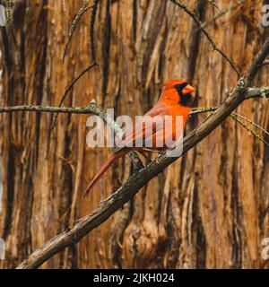 Un focus selettivo sparato di cardinale settentrionale arroccato su un ramo di albero Foto Stock