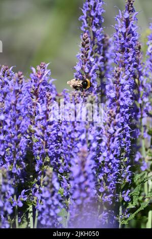 Un fuoco selettivo sparo di Bumblebee che raccoglie polline dai fiori di salvia viola Foto Stock