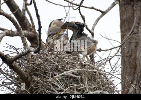 Great Blue Heron, Ardea Herodias, baby uccelli che allungano le ali in nido. Foto Stock