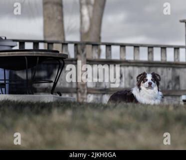 Un pastore australiano bianco e nero seduto nel cortile Foto Stock